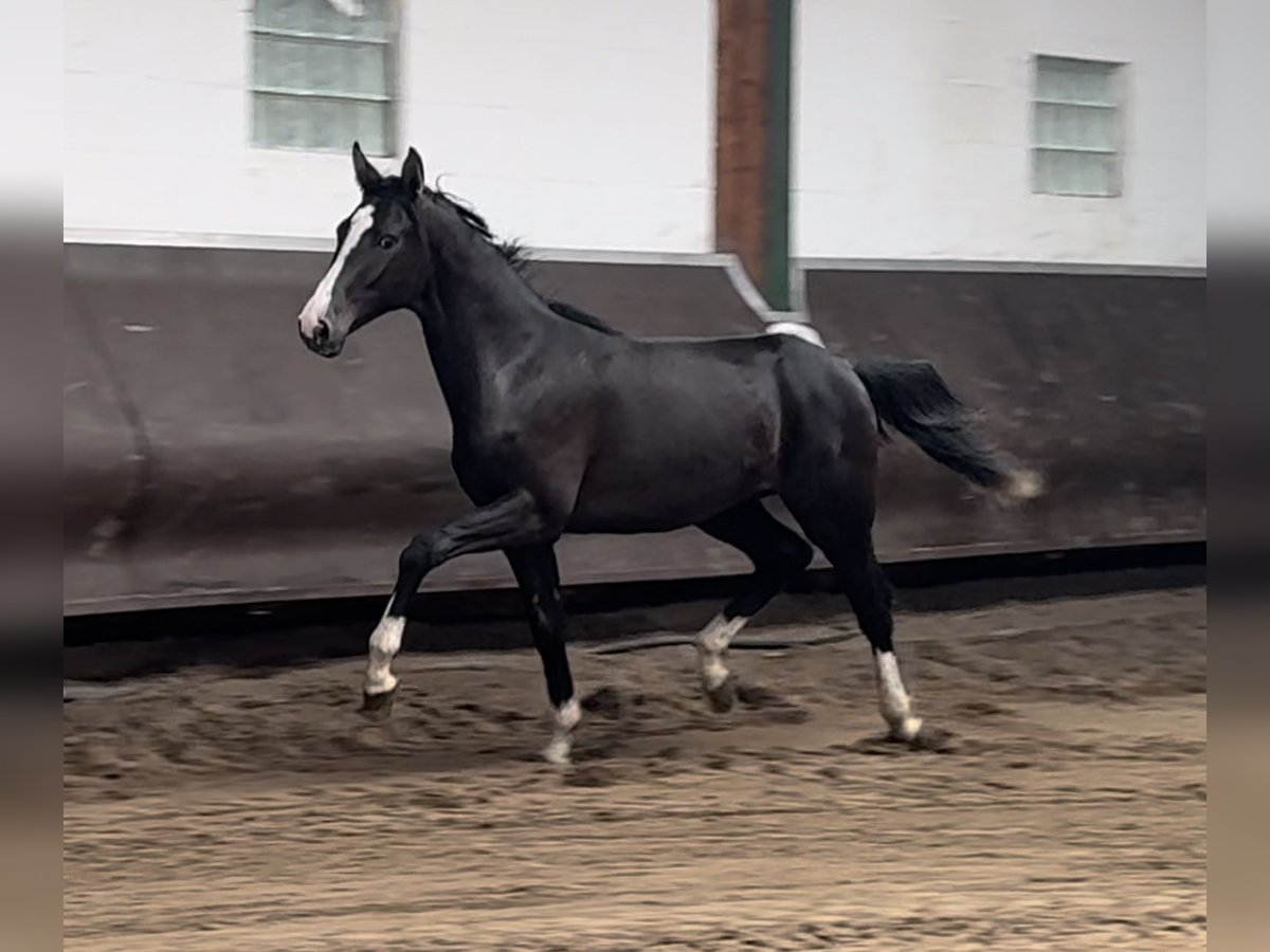 Oldenburgare Hingst 1 år 169 cm Rökfärgad svart in Bramsche