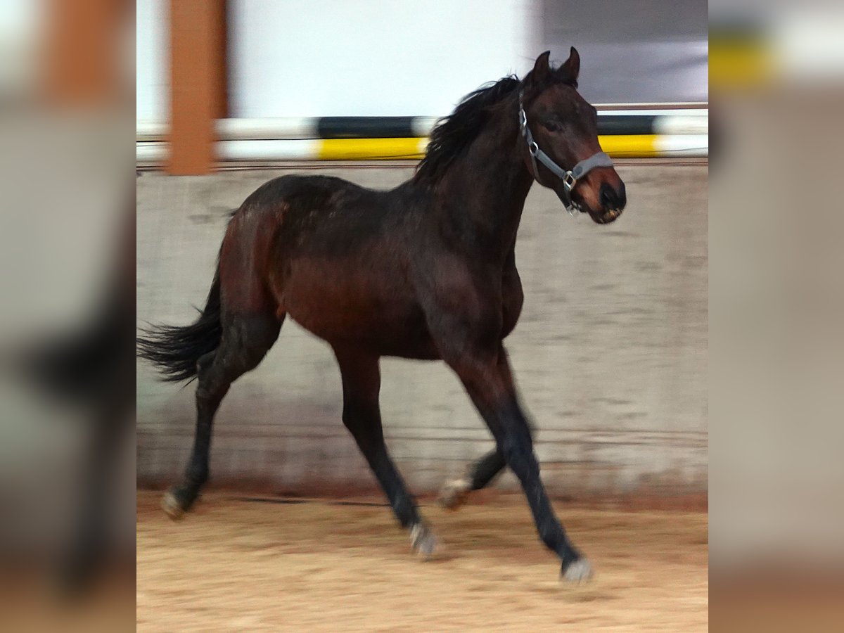 Oldenburgare Hingst 1 år 170 cm Mörkbrun in Rehau