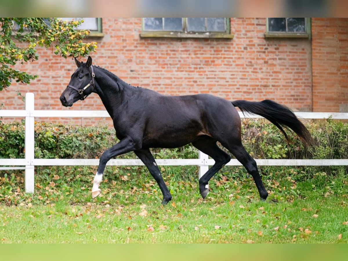 Oldenburgare Hingst 2 år 167 cm Mörkbrun in Kaposvar