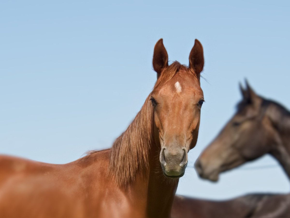 Oldenburgare Hingst 2 år 168 cm fux in Löbau