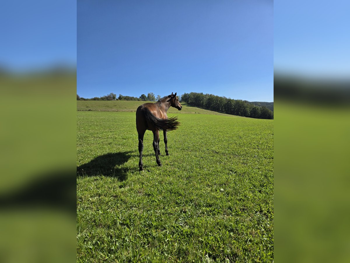 Oldenburgare Hingst 2 år 170 cm Brun in Zwickau