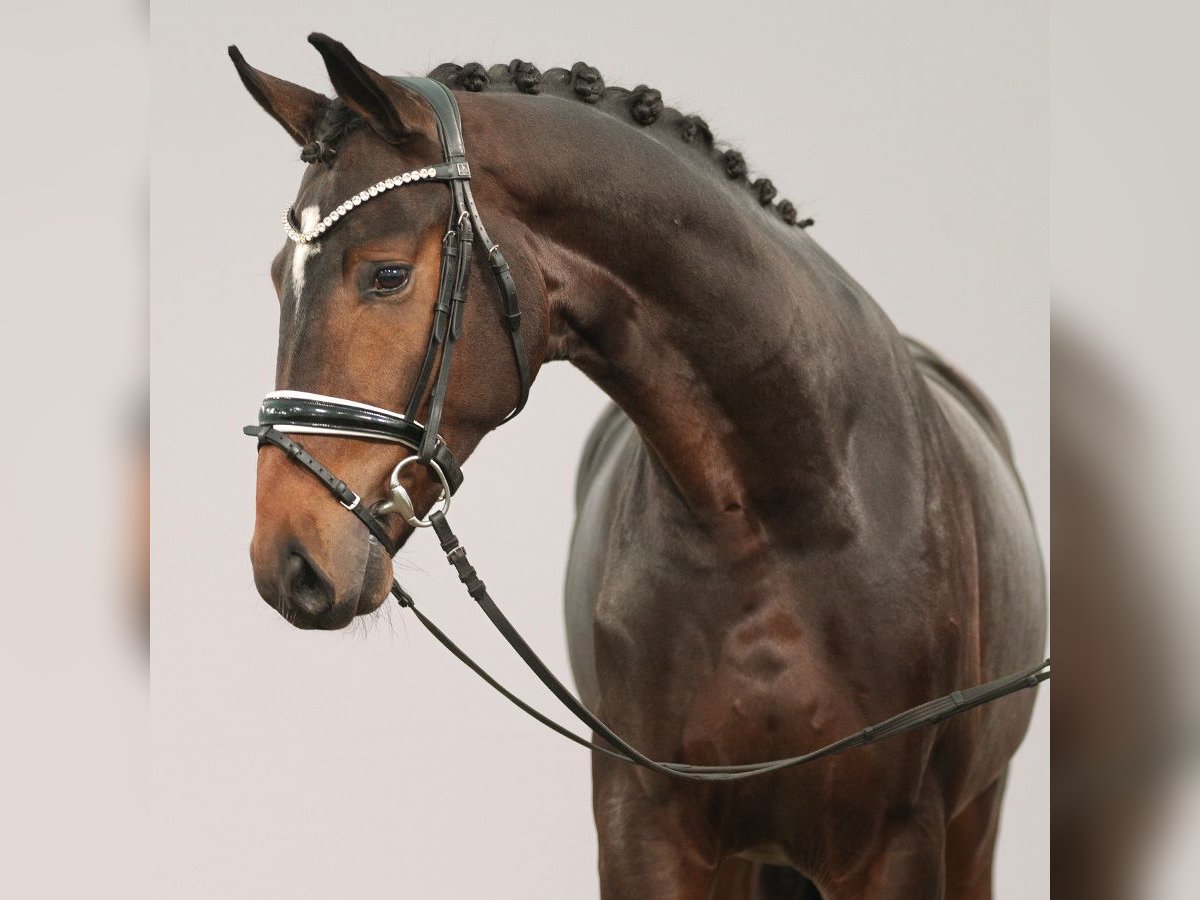 Oldenburgare Hingst 2 år Brun in Münster-Handorf