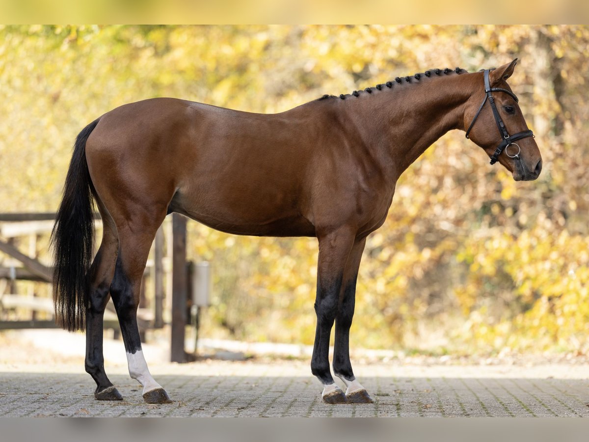 Oldenburgare Hingst 3 år 160 cm Brun in GROTE-BROGEL