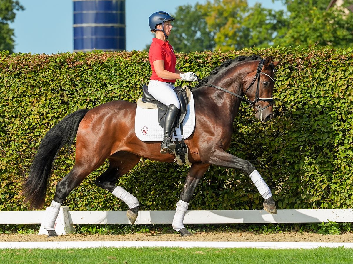 Oldenburgare Hingst 3 år 167 cm Brun in Münster