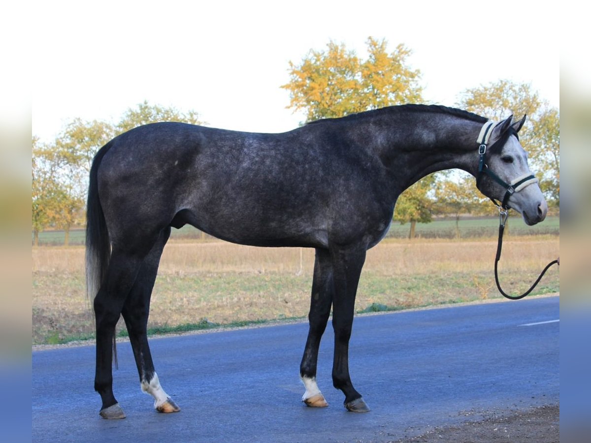 Oldenburgare Hingst 3 år 170 cm Grå in Borsdorf