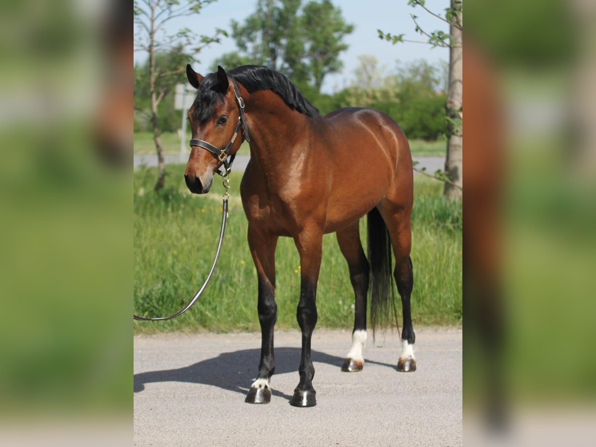 Oldenburgare Hingst 3 år in Budapest