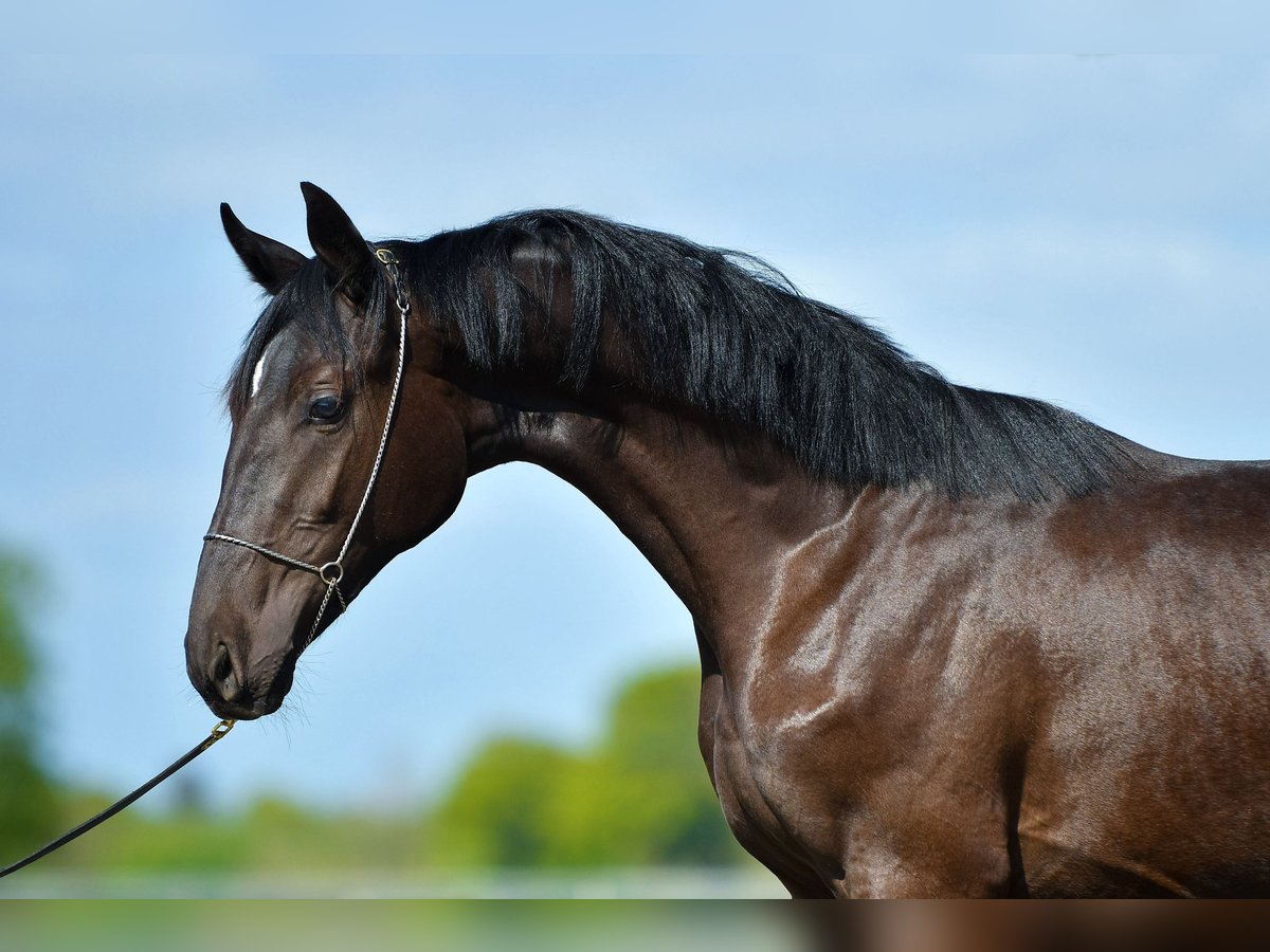 Oldenburgare Blandning Hingst 3 år Svart in Ovelgönne