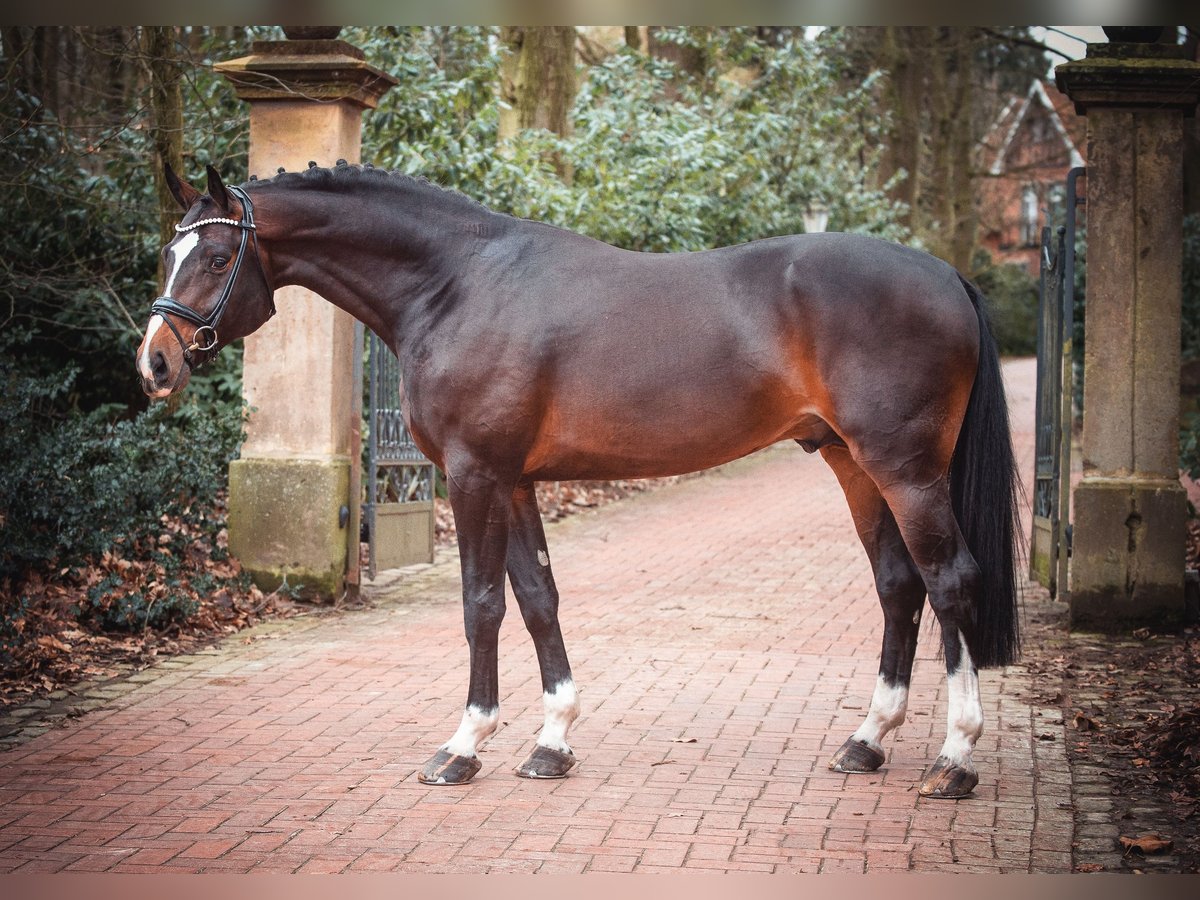 Oldenburgare Hingst 4 år 172 cm Rökfärgad svart in Bramsche