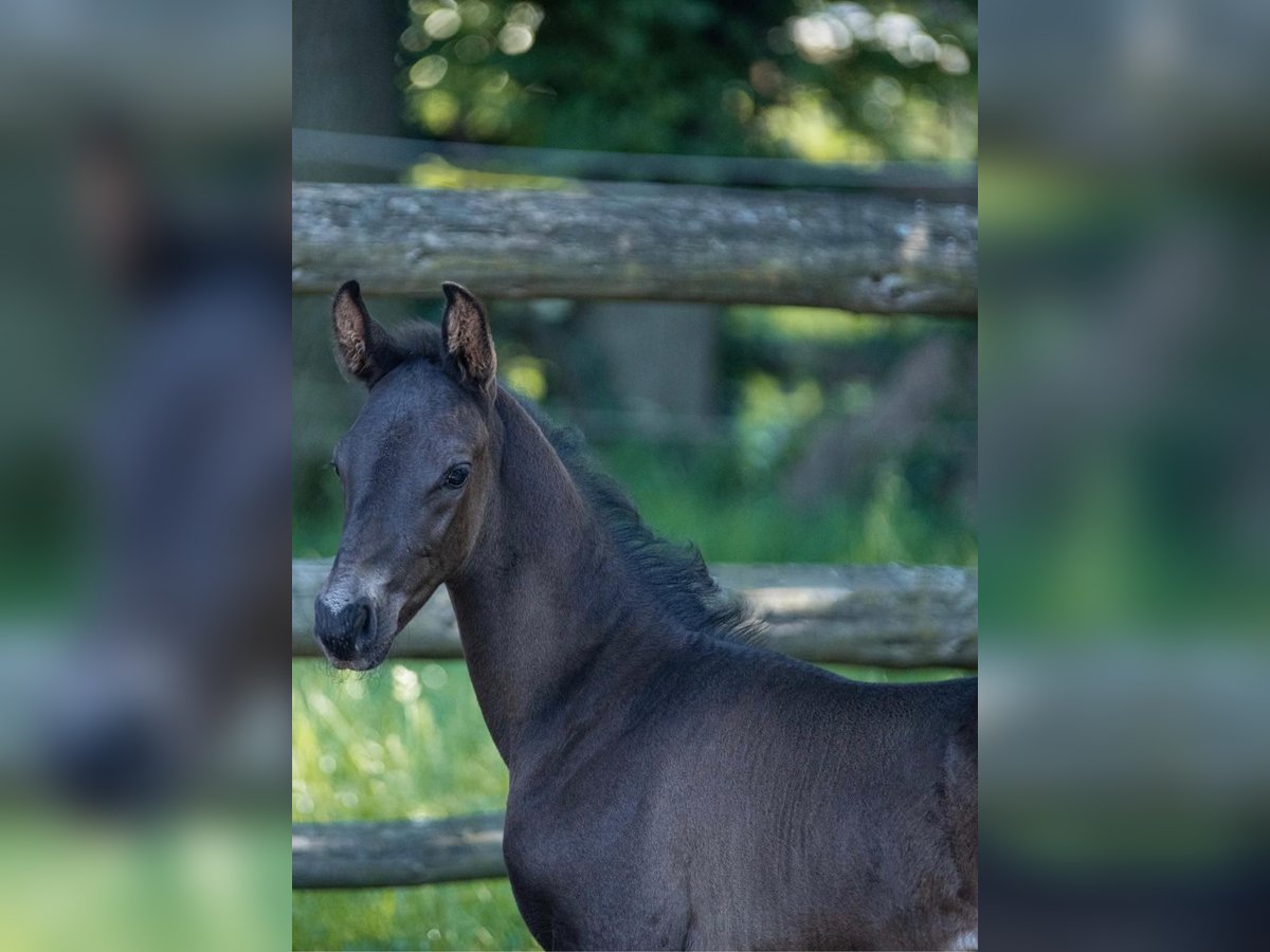 Oldenburgare Hingst Föl (05/2024) 165 cm Svart in Walsrode