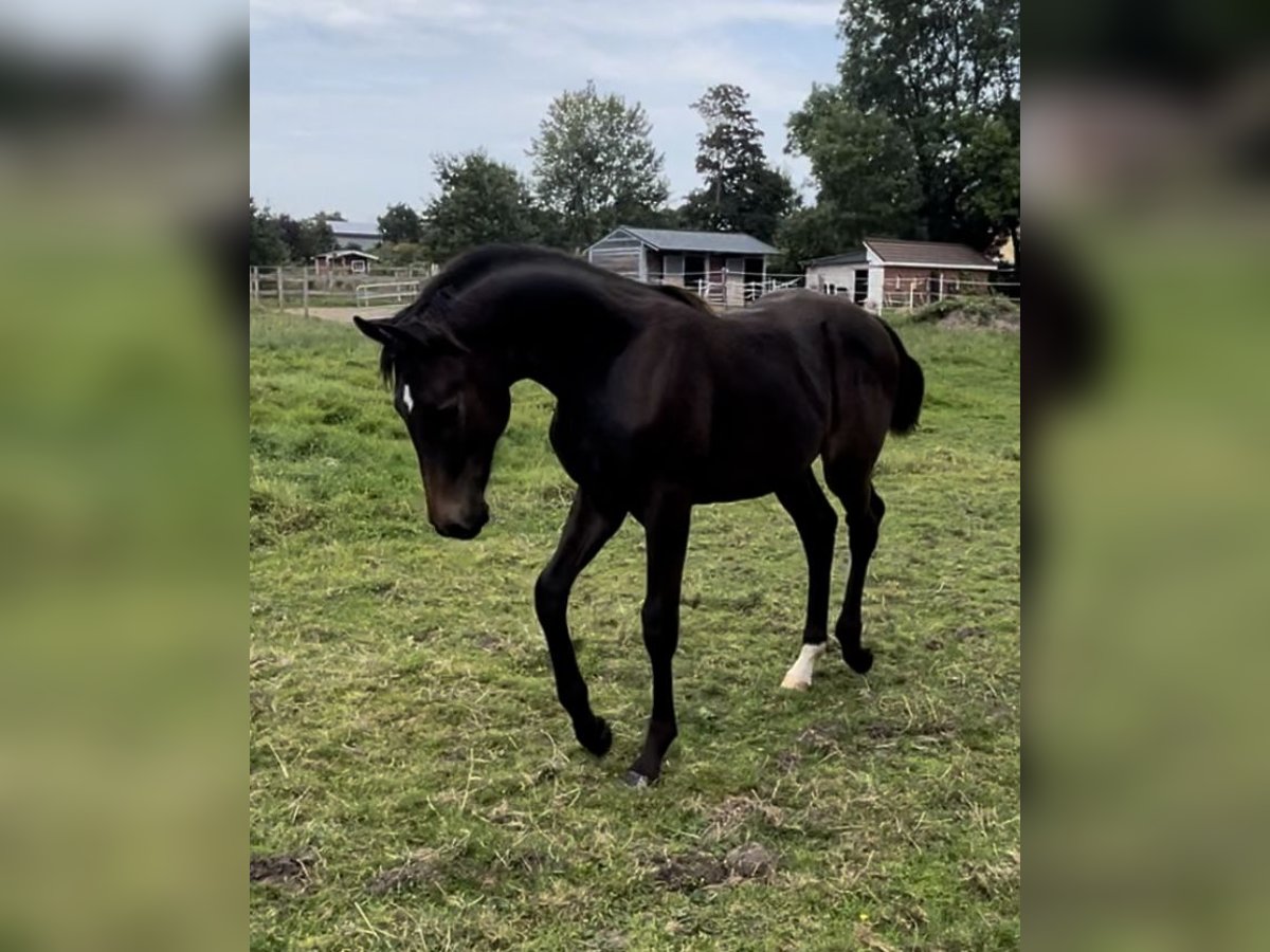 Oldenburgare Hingst Föl (03/2024) 168 cm Mörkbrun in Breklum