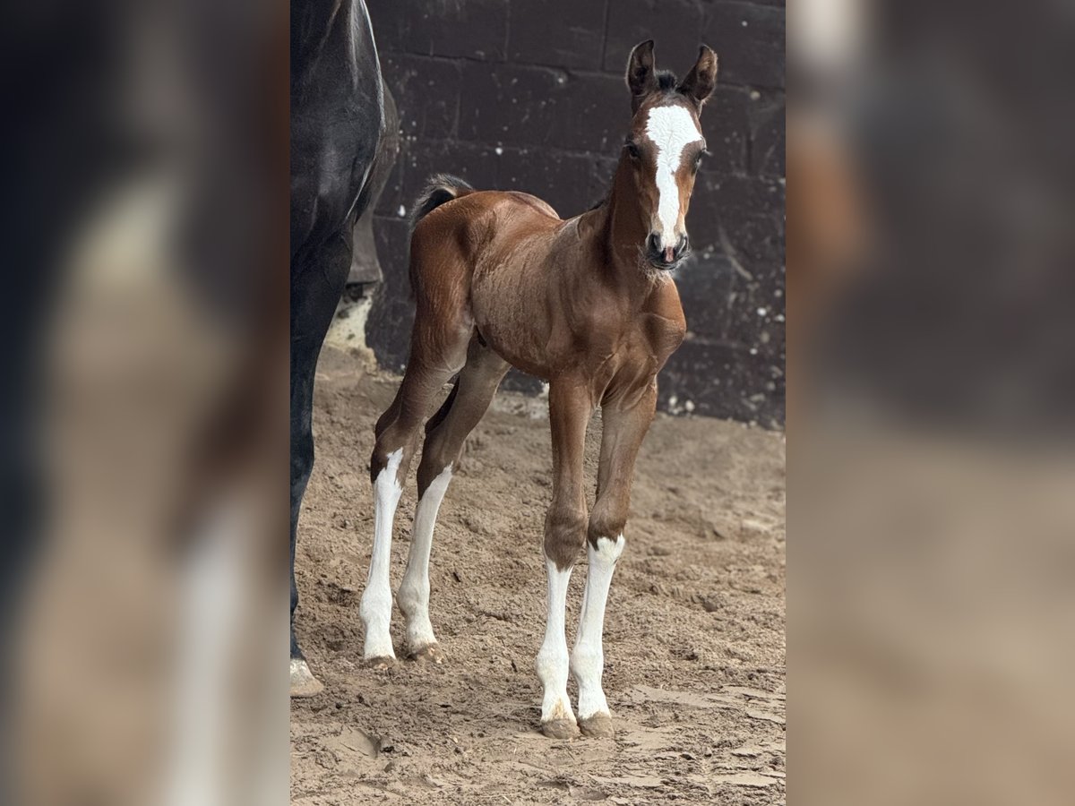 Oldenburgare Hingst Föl (06/2024) 169 cm Brun in Bramsche