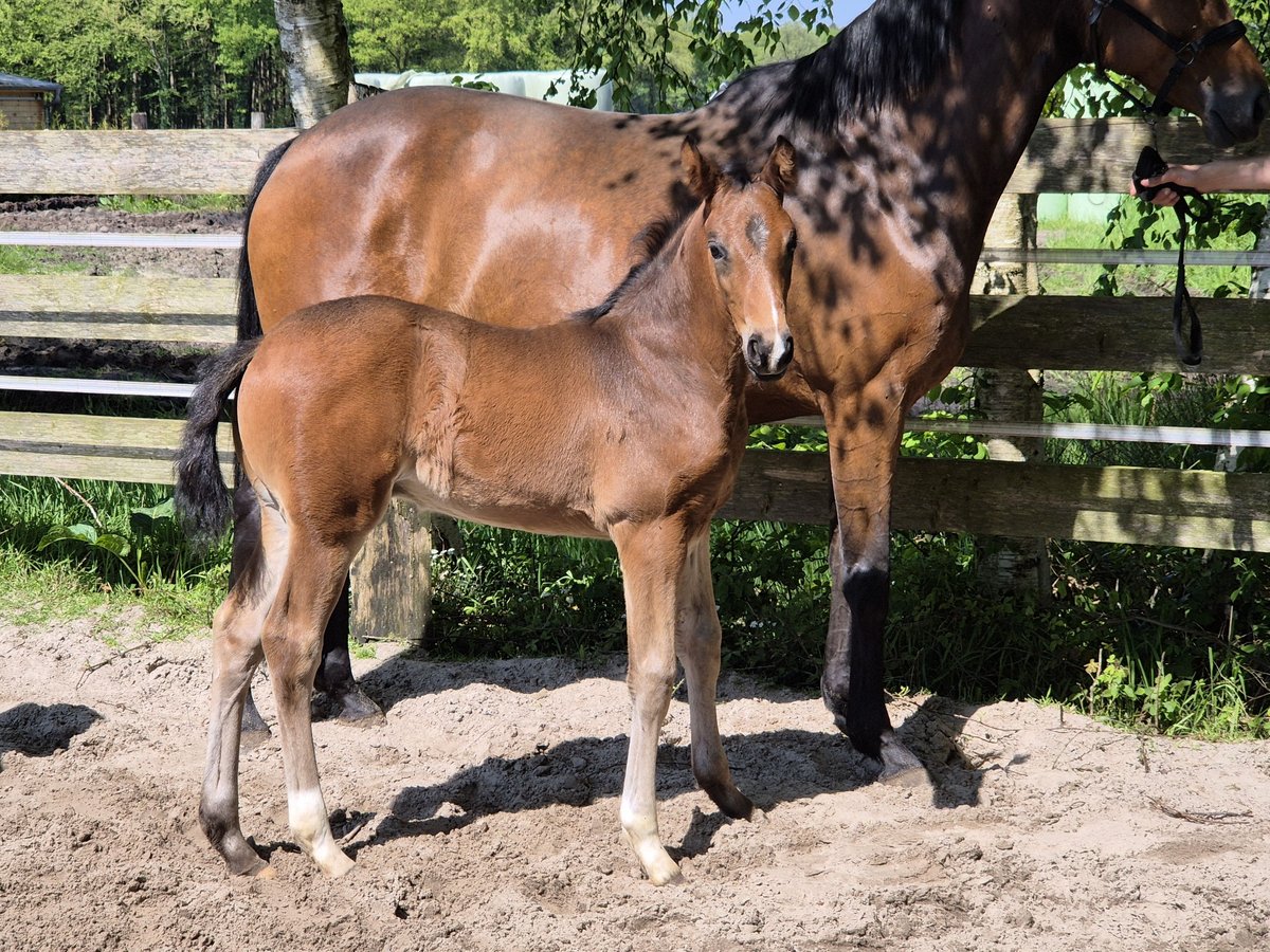 Oldenburgare Hingst Föl (04/2024) 169 cm in Westerstede