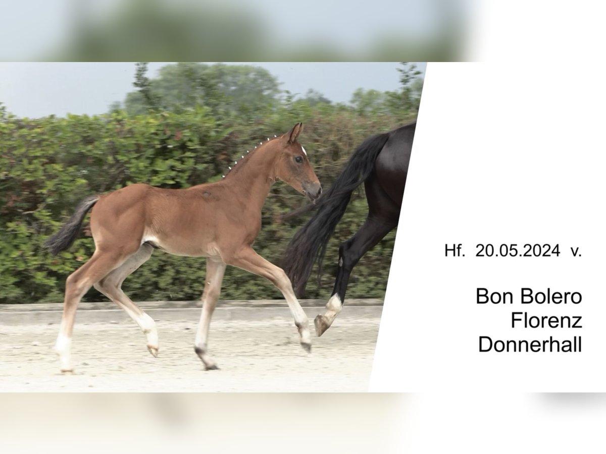 Oldenburgare Hingst Föl (05/2024) 170 cm Brun in Elsfleth