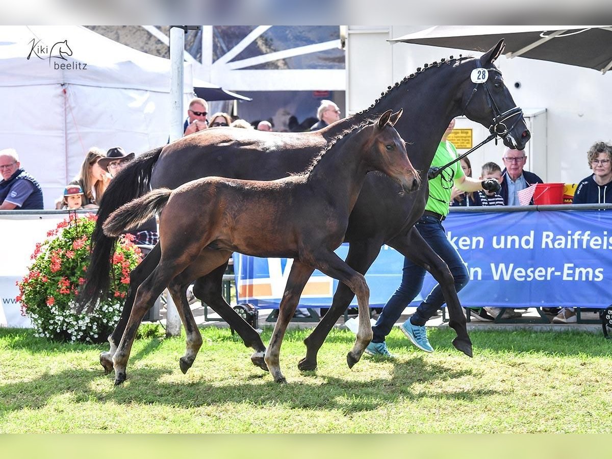 Oldenburgare Hingst Föl (05/2024) 170 cm Brun in Wardenburg