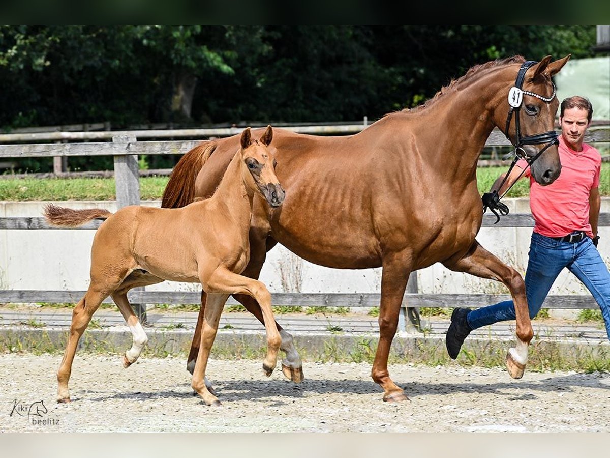 Oldenburgare Hingst Föl (06/2024) 170 cm Fux in Elmlohe