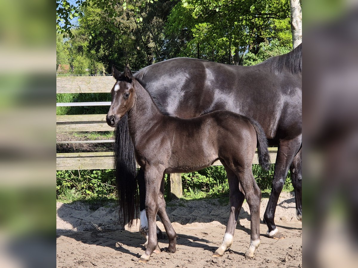 Oldenburgare Hingst Föl (04/2024) 172 cm Svart in Westerstede