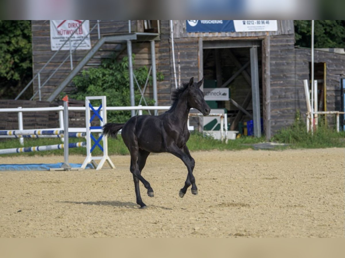 Oldenburgare Hingst Föl (03/2024) 173 cm Svart in Siegen