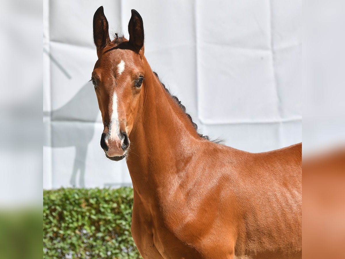 Oldenburgare Hingst Föl (07/2024) Brun in Bad Bevensen