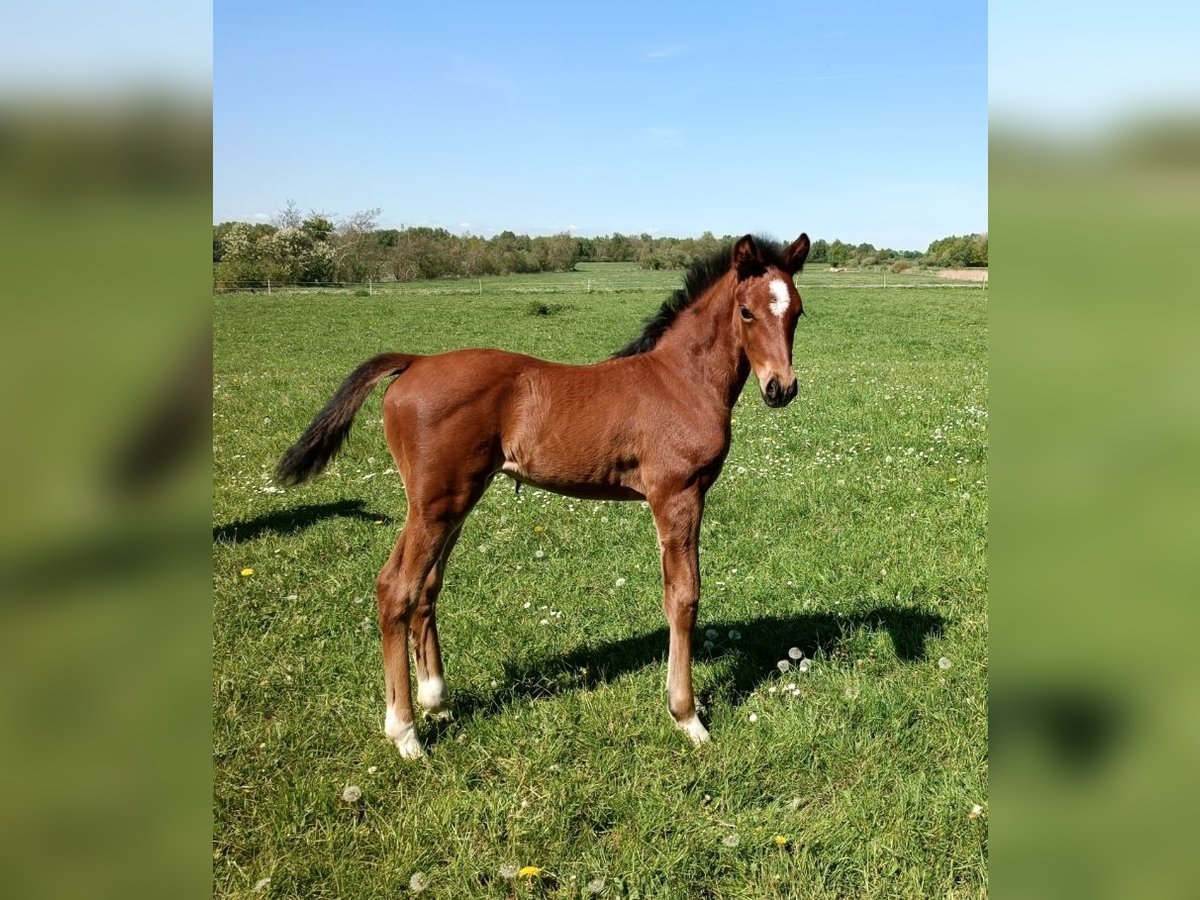 Oldenburgare Hingst Föl (04/2024) Brun in Oeversee