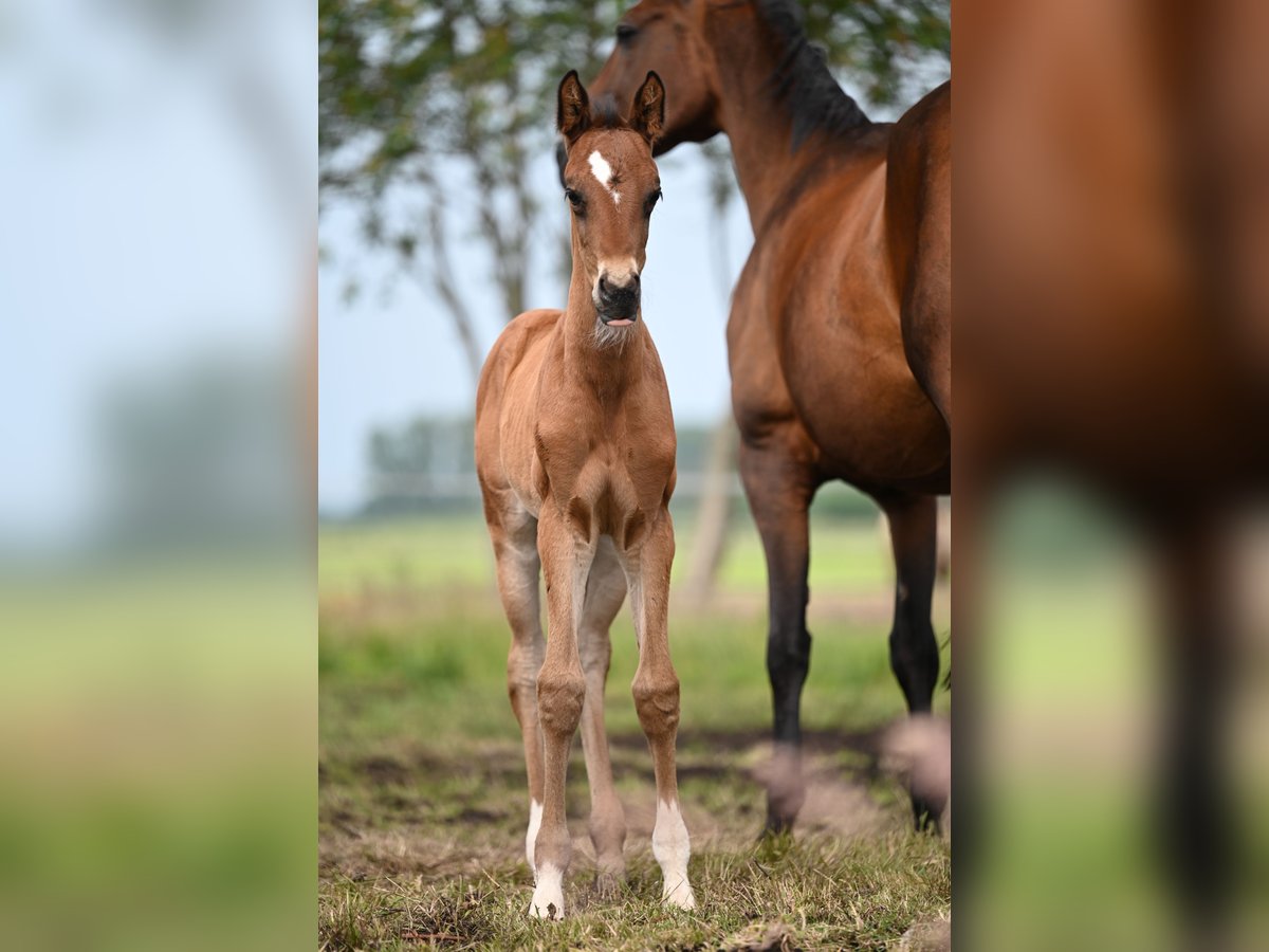 Oldenburgare Blandning Hingst Föl (05/2024) Brun in Ovelgönne