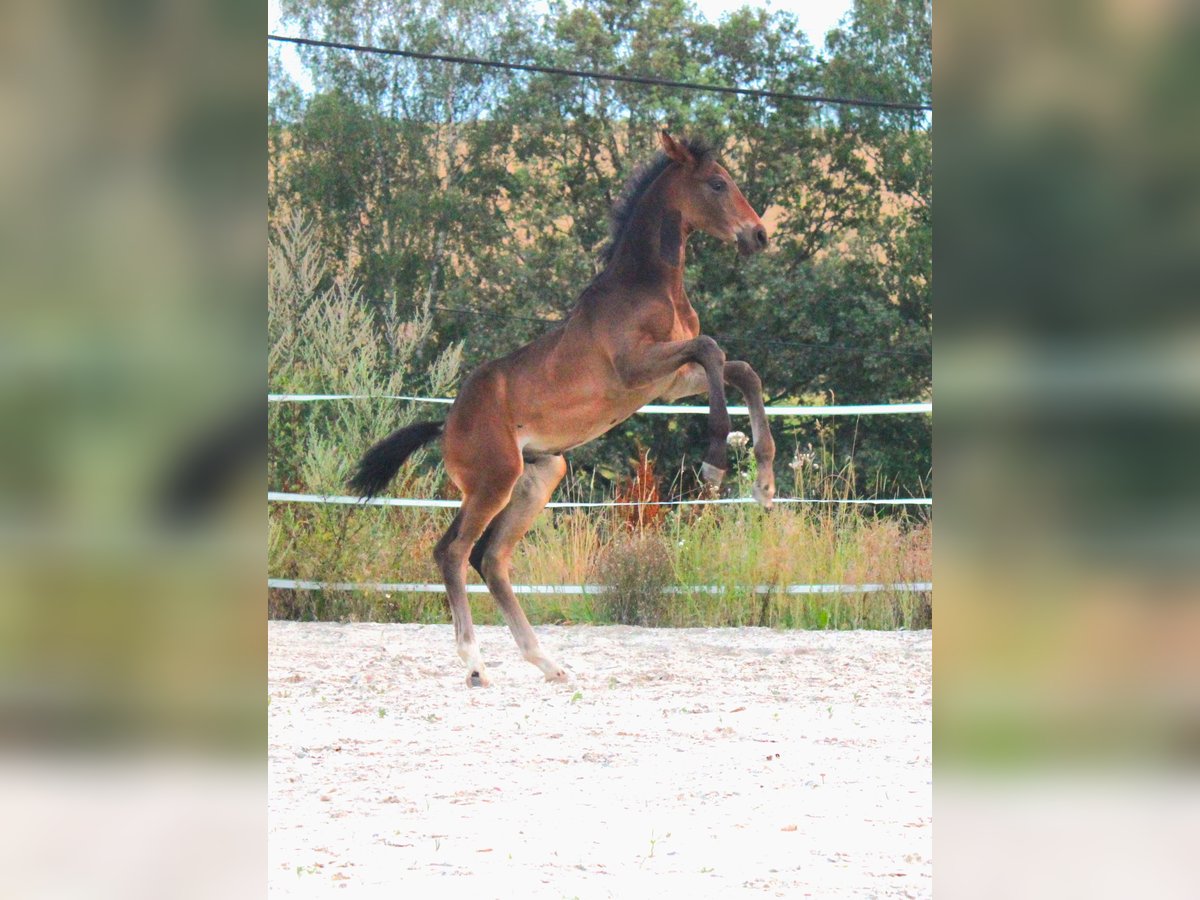 Oldenburgare Hingst Föl (05/2024) Brun in Stolpen