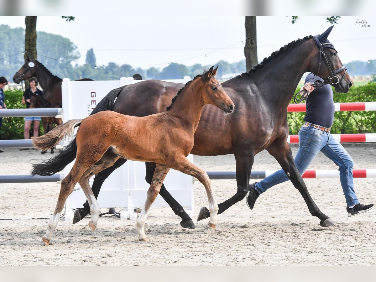 Oldenburgare Hingst Föl (04/2024) Brun in Wedemark