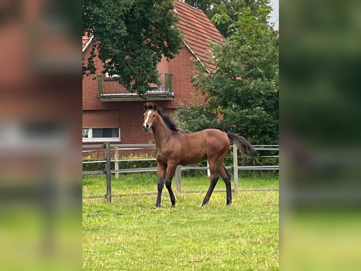 Oldenburgare Hingst Föl (04/2024) Brun in Lingen