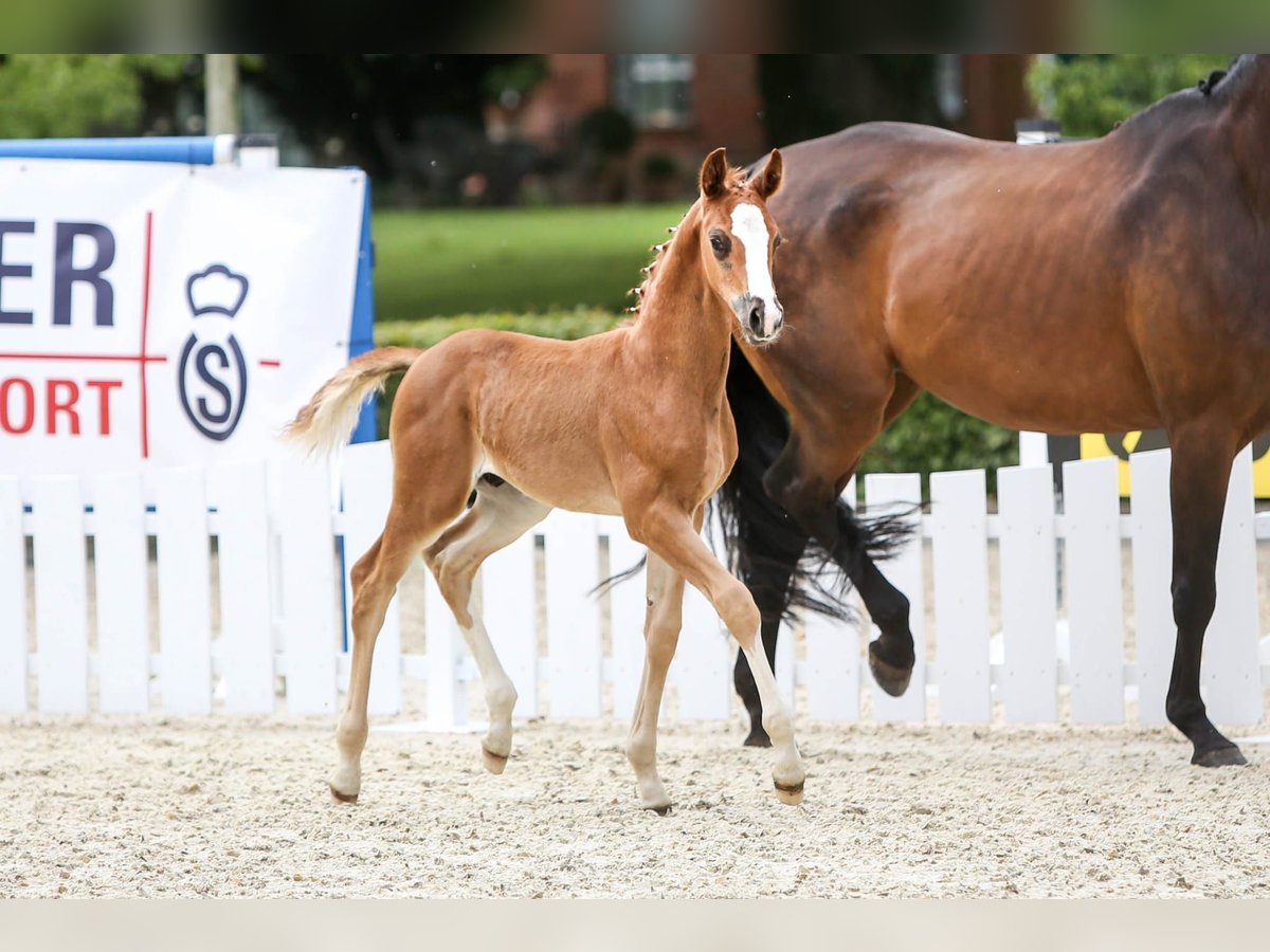 Oldenburgare Hingst Föl (05/2024) Fux in Dötlingen