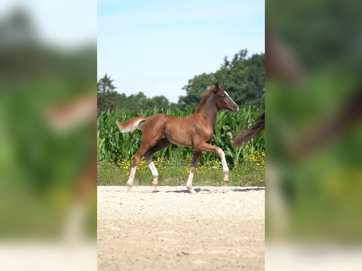 Oldenburgare Hingst Föl (05/2024) Fux in Löningen