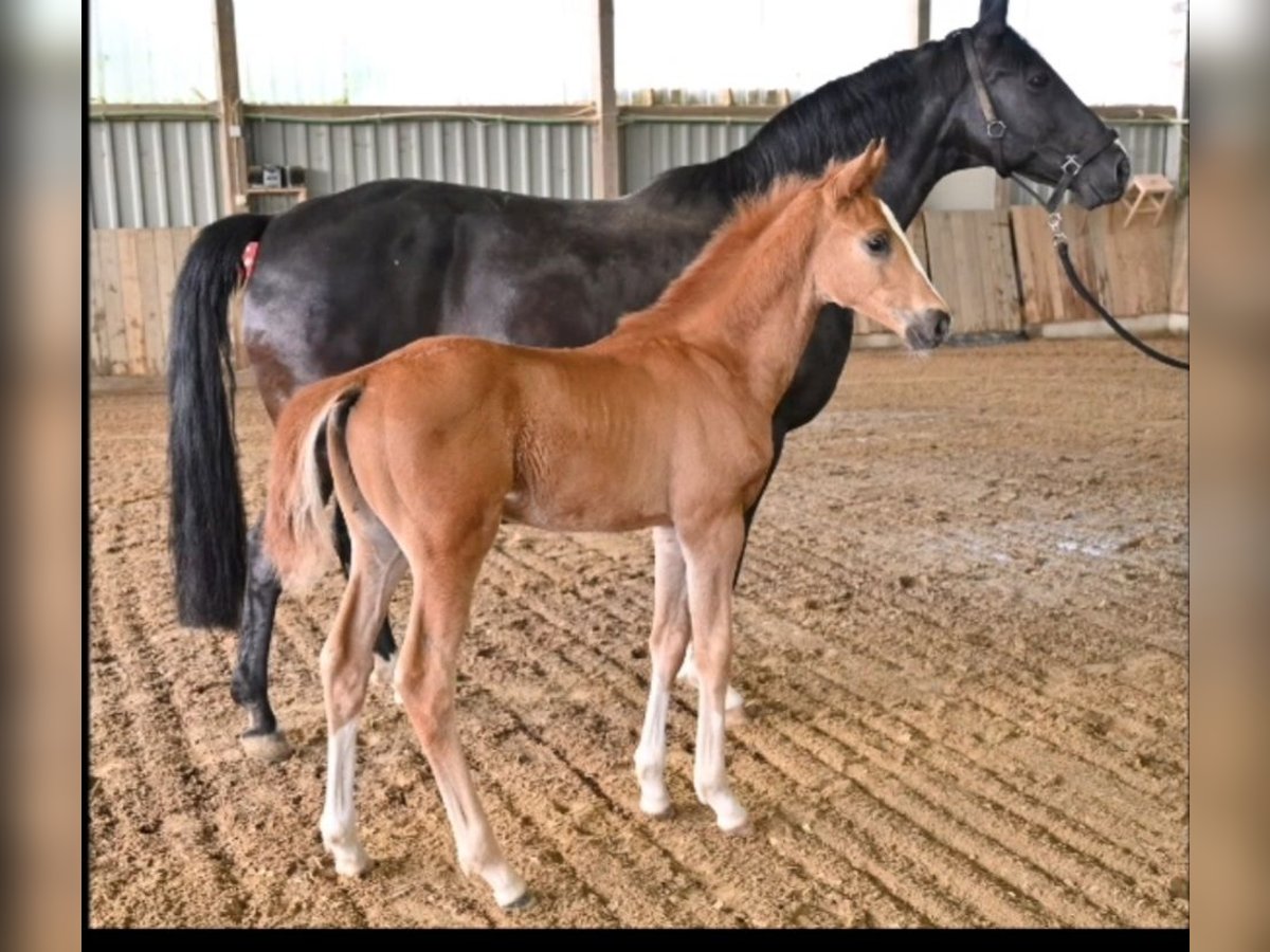 Oldenburgare Hingst Föl (03/2024) fux in Rennerod