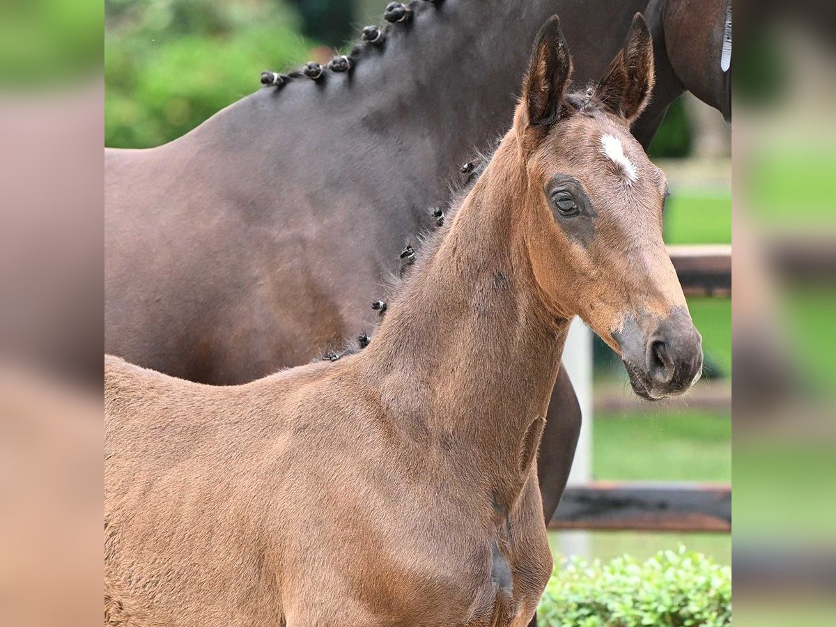 Oldenburgare Hingst Föl (05/2024) Mörkbrun in Bad Bevensen