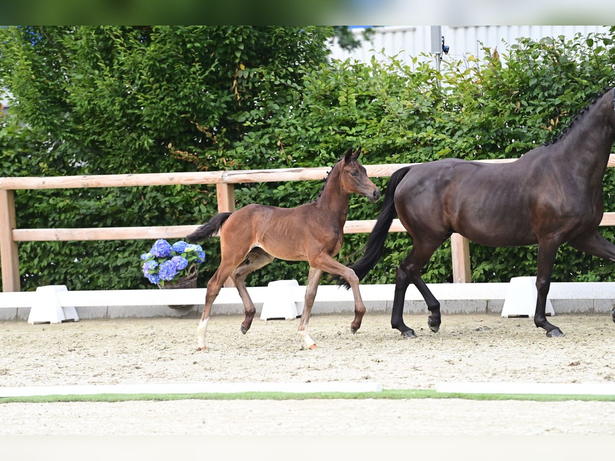 Oldenburgare Hingst Föl (06/2024) Mörkbrun in Bakum