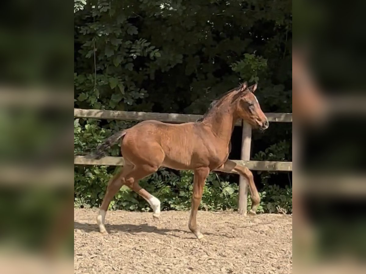 Oldenburgare Hingst Föl (04/2024) Mörkbrun in Lippetal