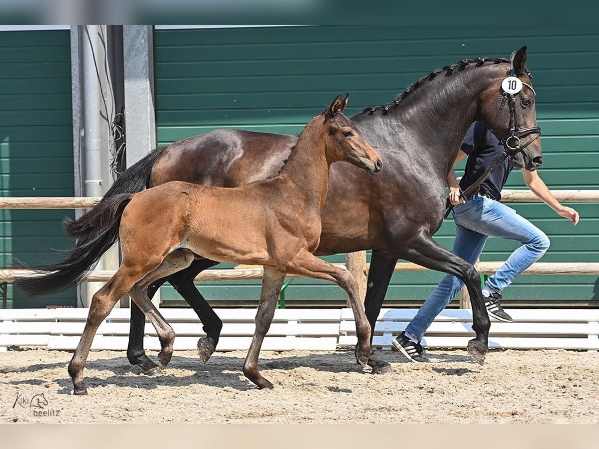 Oldenburgare Hingst Föl (05/2024) Mörkbrun in Wagenfeld