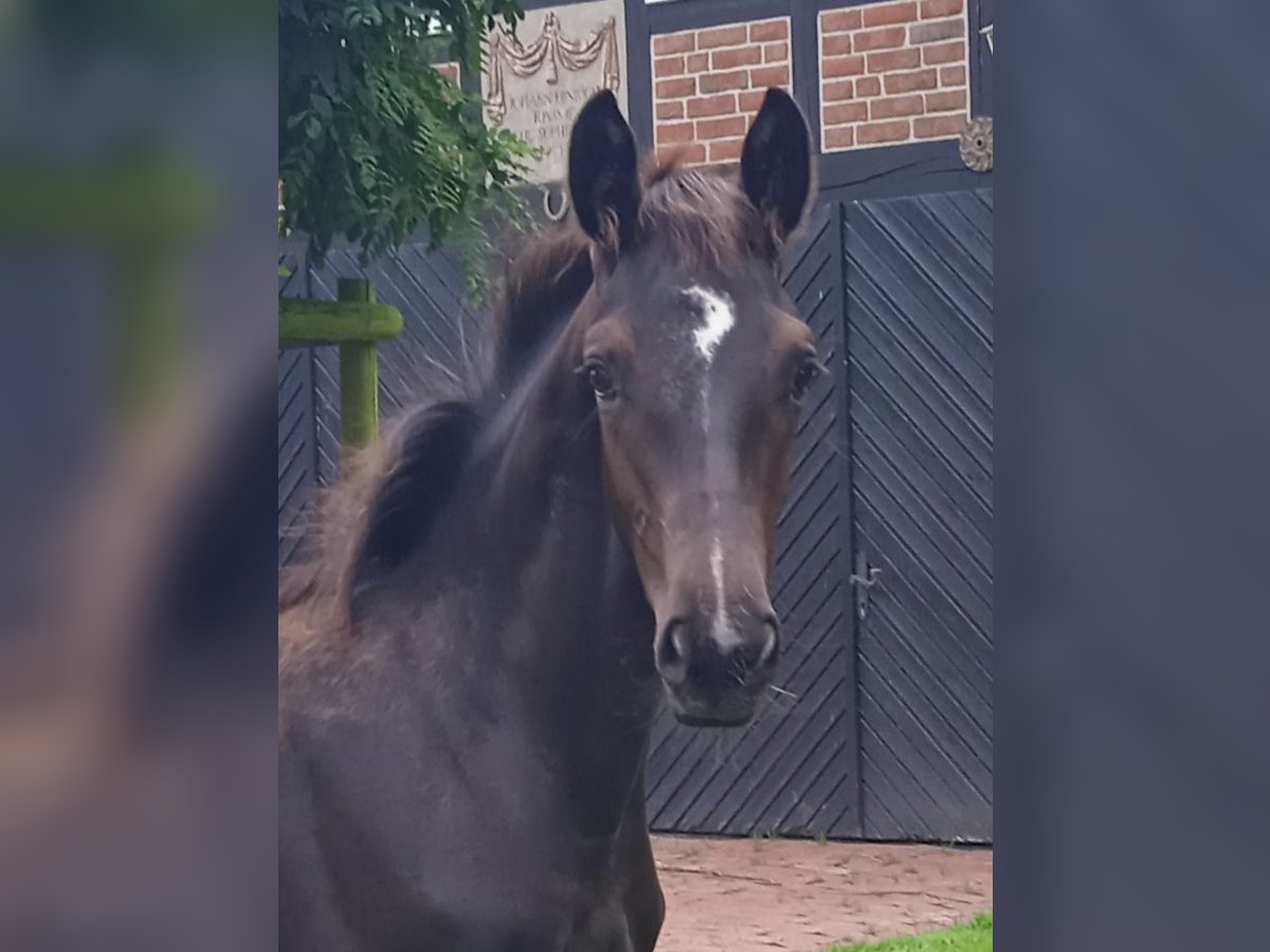 Oldenburgare Hingst Föl (03/2024) Rökfärgad svart in Ovelgönne