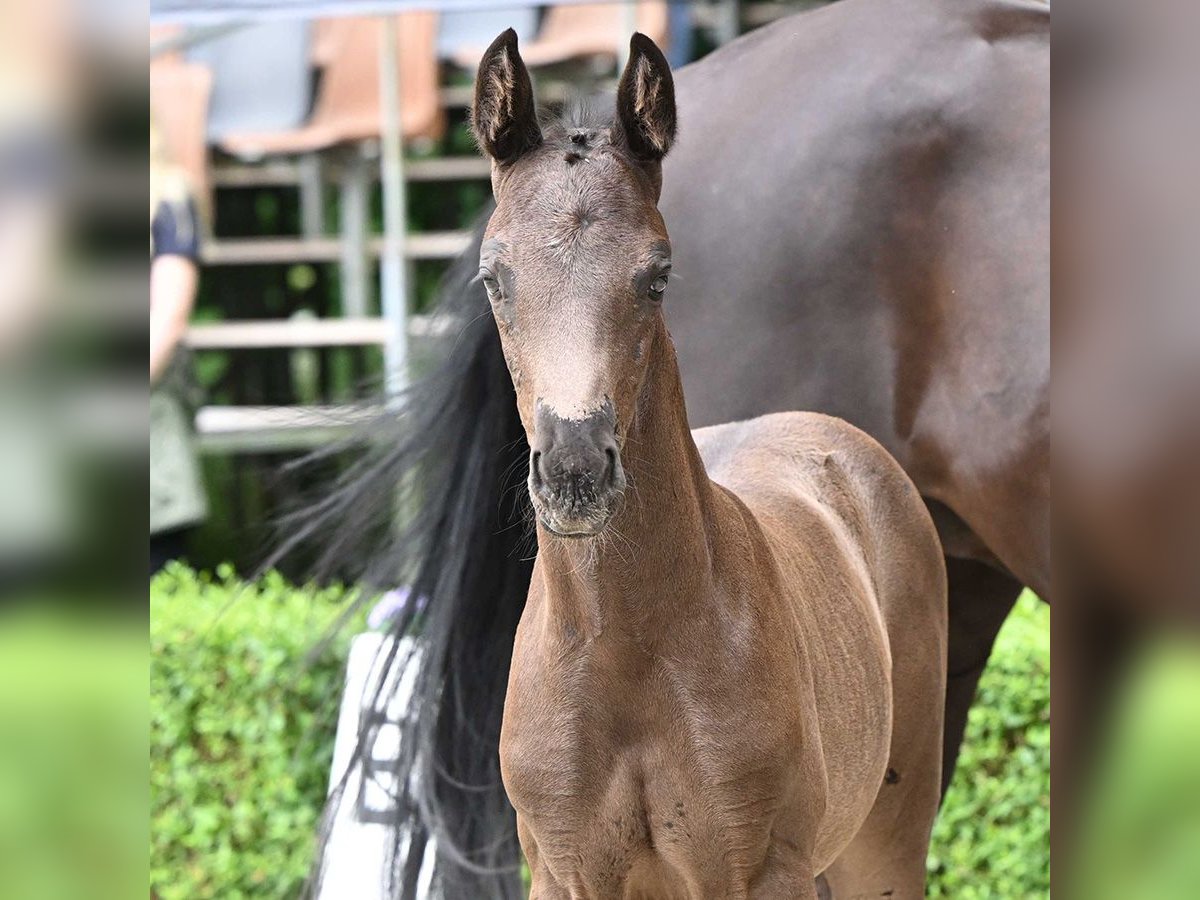 Oldenburgare Hingst Föl (06/2024) Svart in Bad Bevensen