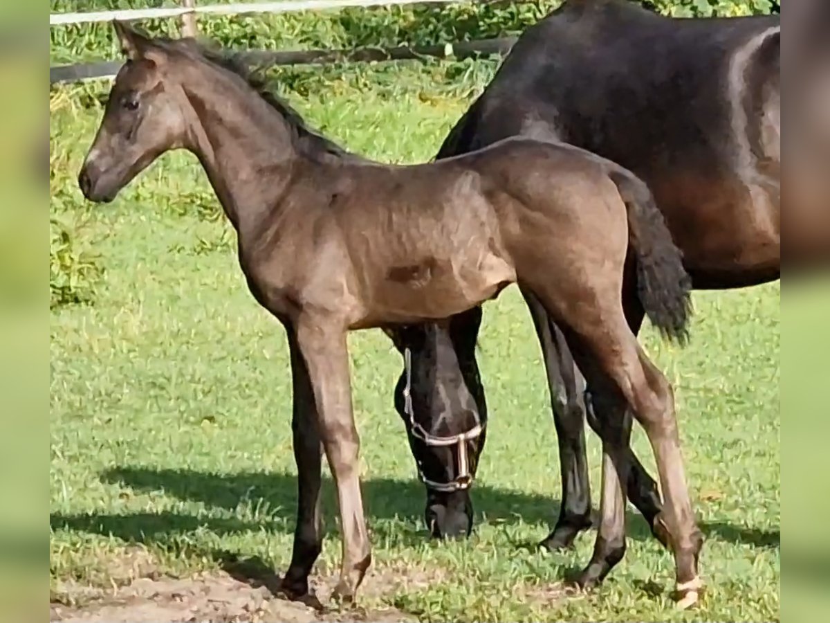 Oldenburgare Hingst Föl (06/2024) Svart in Garrel