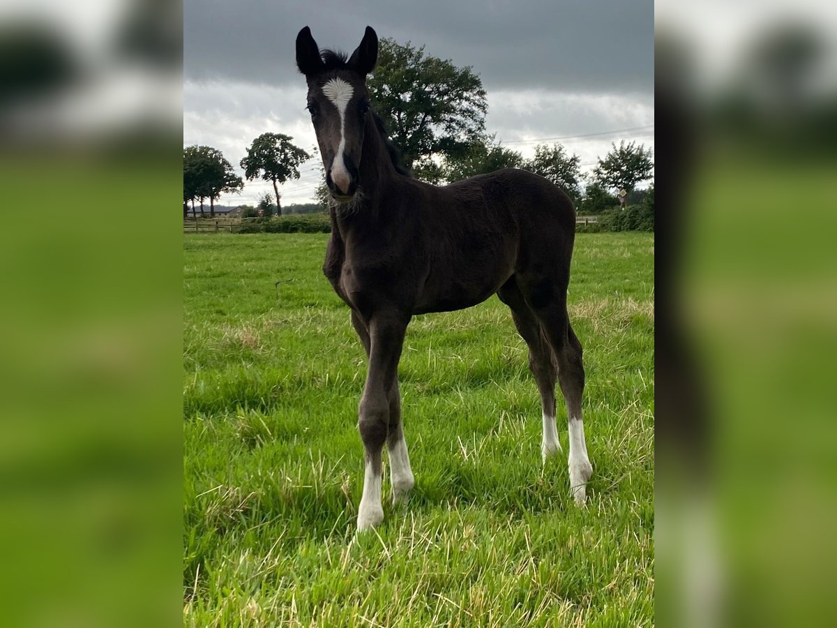 Oldenburgare Hingst Föl (05/2024) Svart in Stemwede