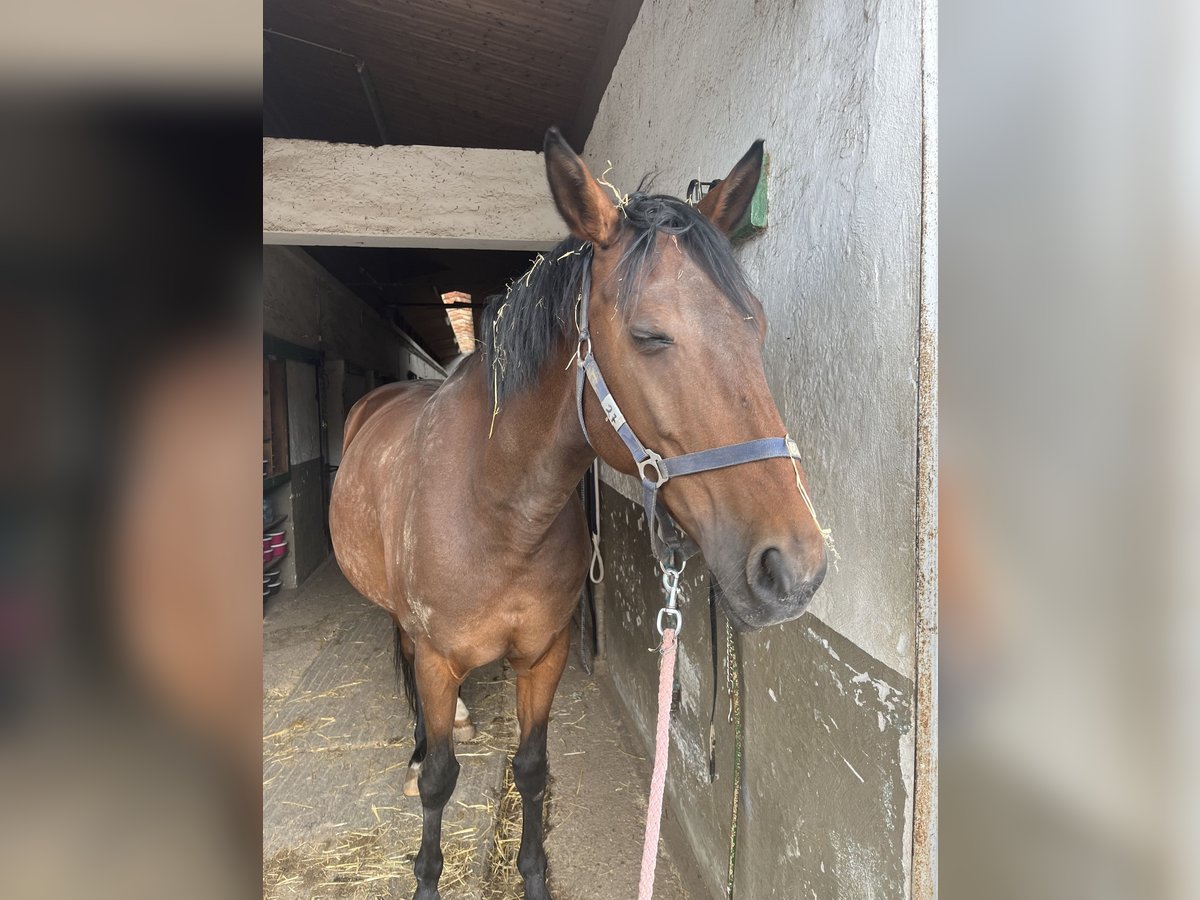 Oldenburgare Sto 12 år 160 cm Brun in TaufkircheN