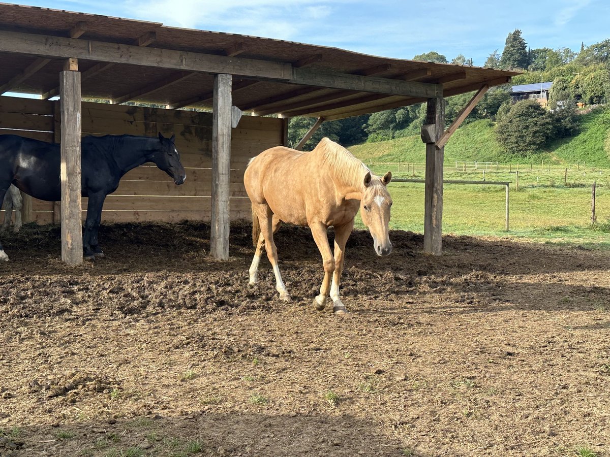 Oldenburgare Sto 13 år 168 cm Palomino in Köln