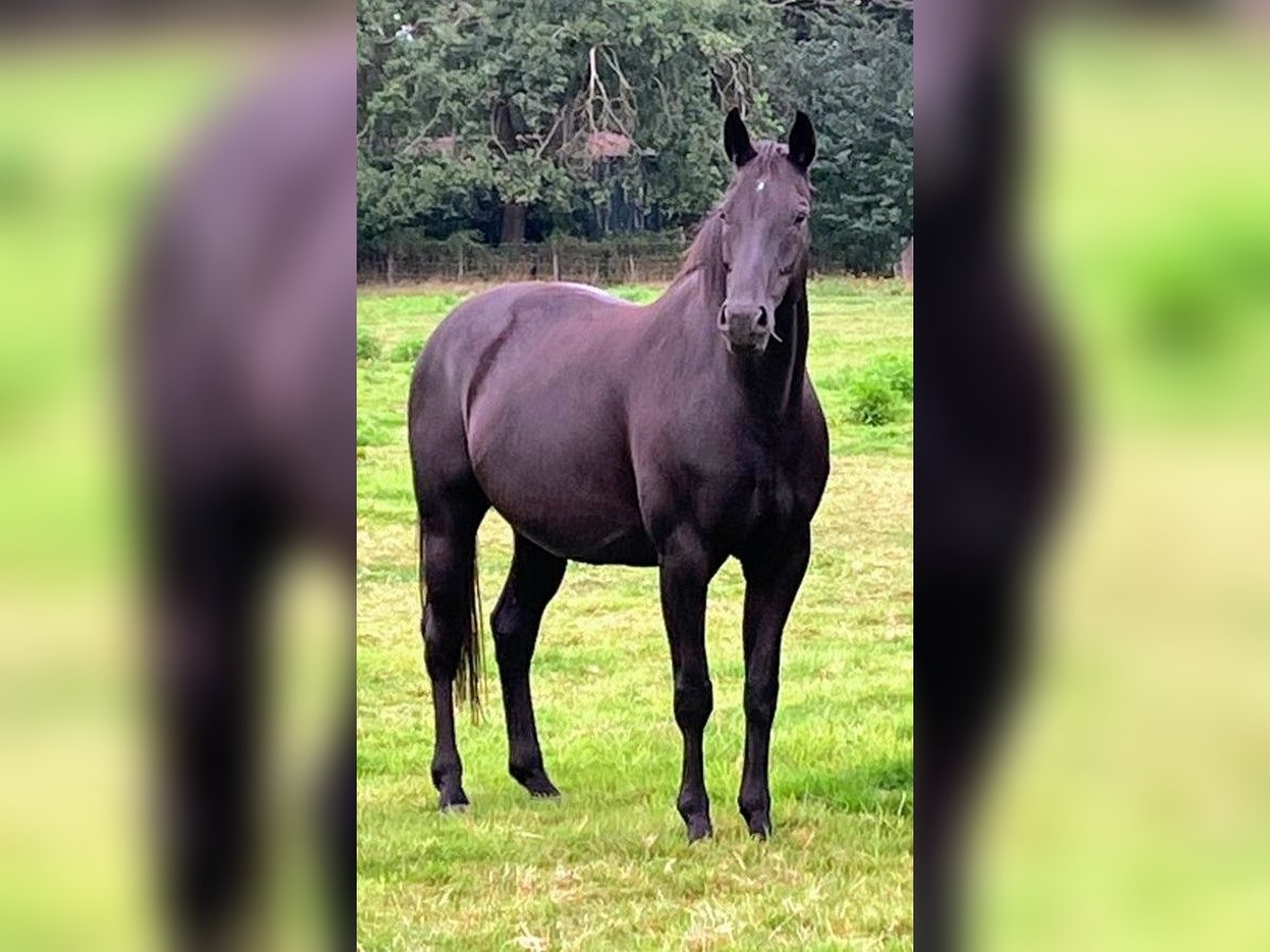 Oldenburgare Sto 14 år 168 cm Svart in Vechta