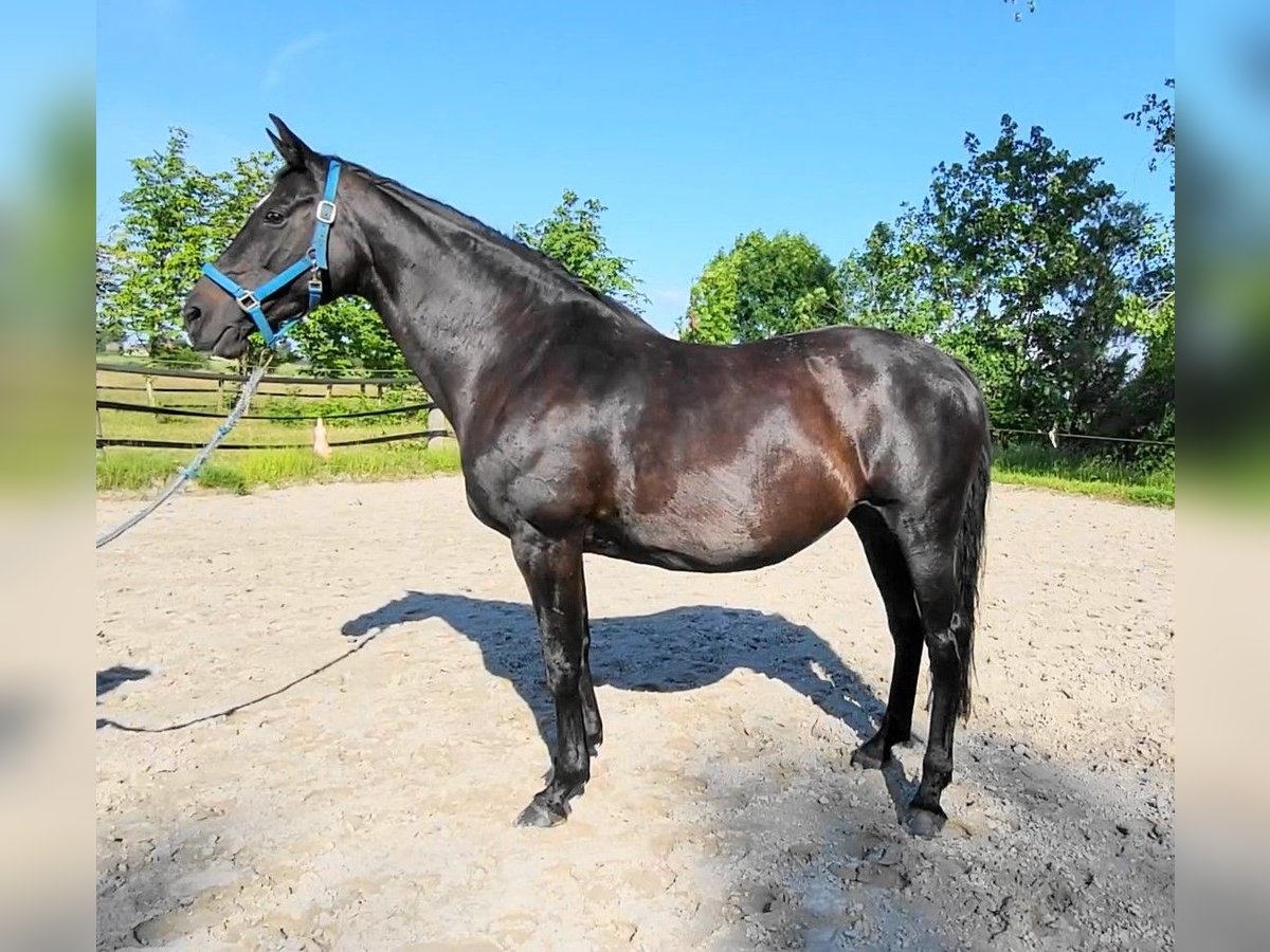 Oldenburgare Sto 16 år 173 cm Rökfärgad svart in Butjadingen