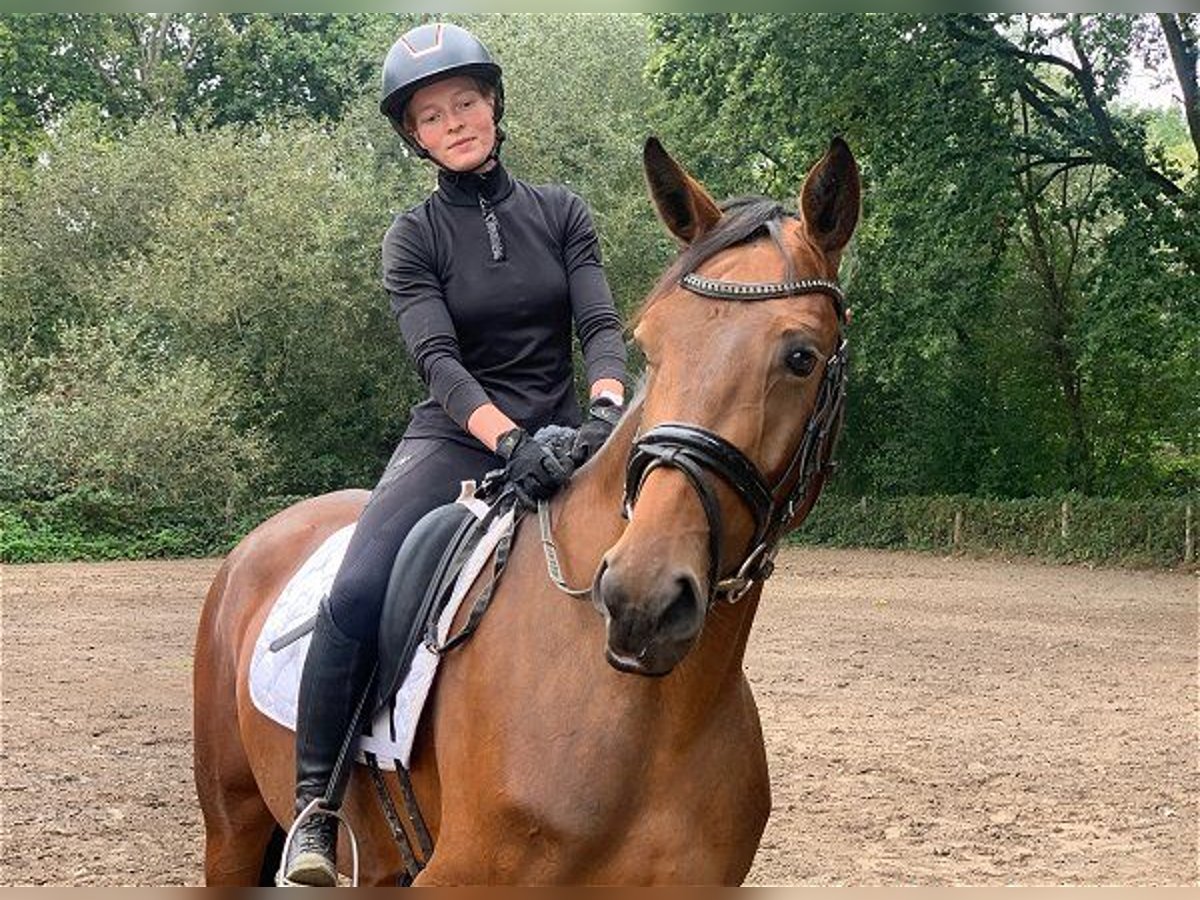 Oldenburgare Sto 3 år 164 cm Brun in Verden (Aller)