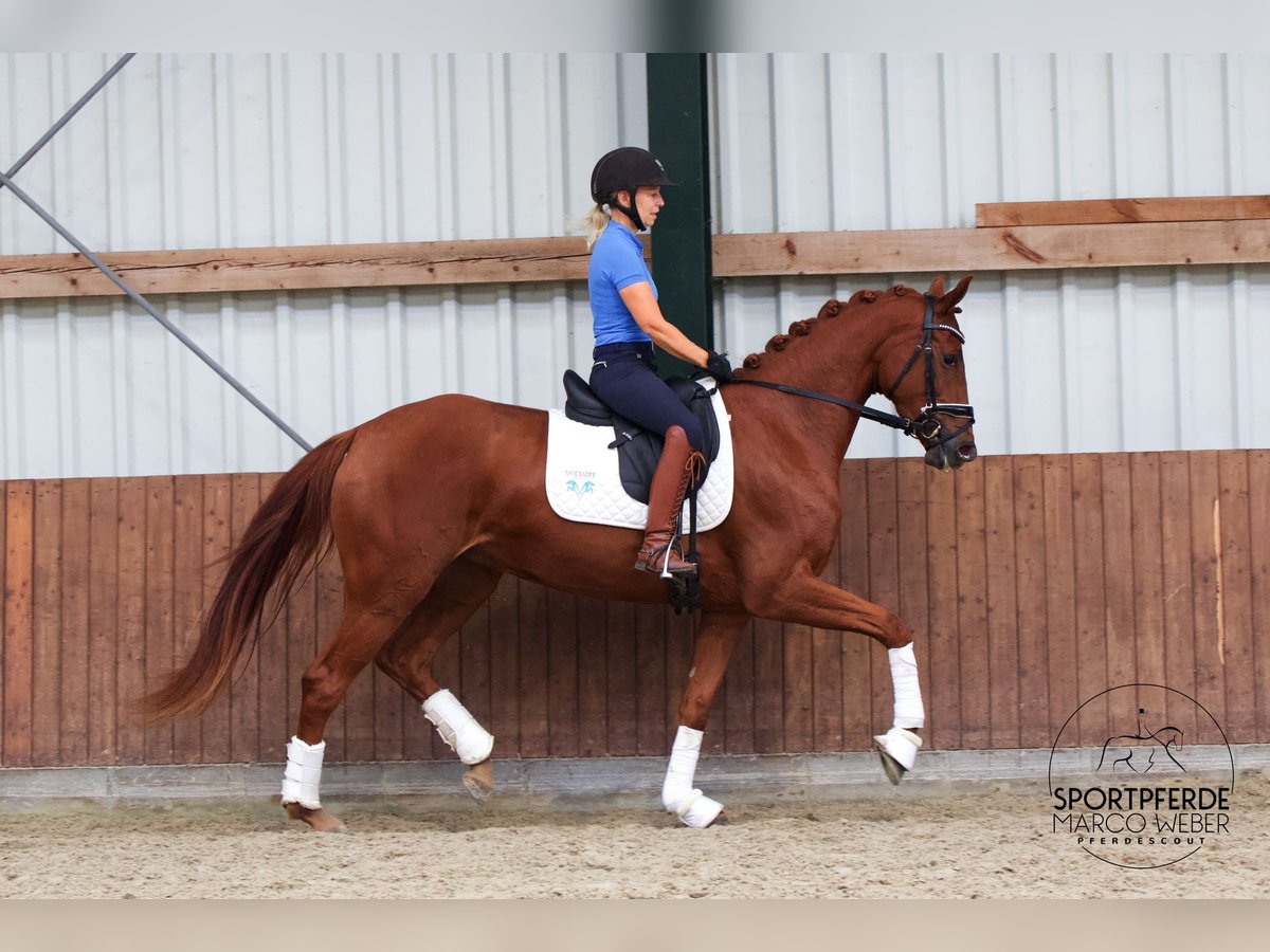 Oldenburgare Sto 3 år 164 cm fux in Westerstede