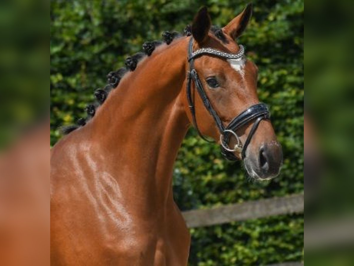 Oldenburgare Sto 3 år 165 cm in Beuningen Gld