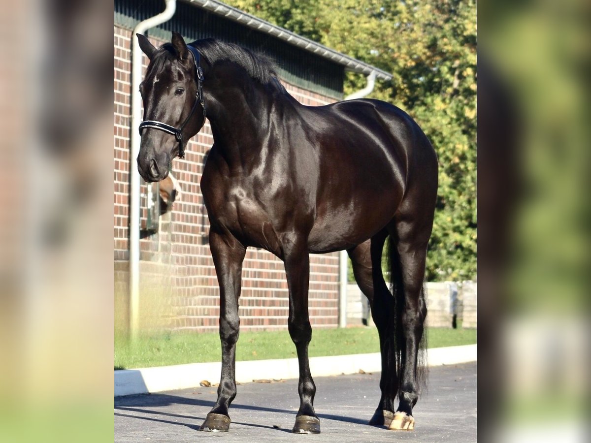 Oldenburgare Sto 4 år 168 cm Svart in Berne