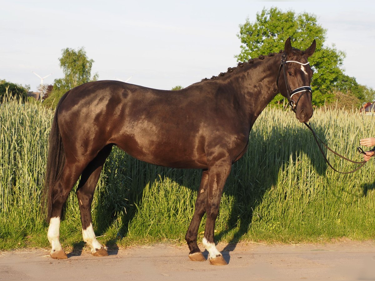 Oldenburgare Sto 6 år 165 cm Svart in Bramsche