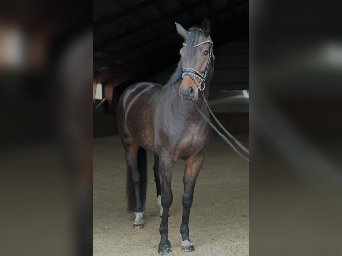 Oldenburgare Sto 6 år 171 cm Brun in Kietz