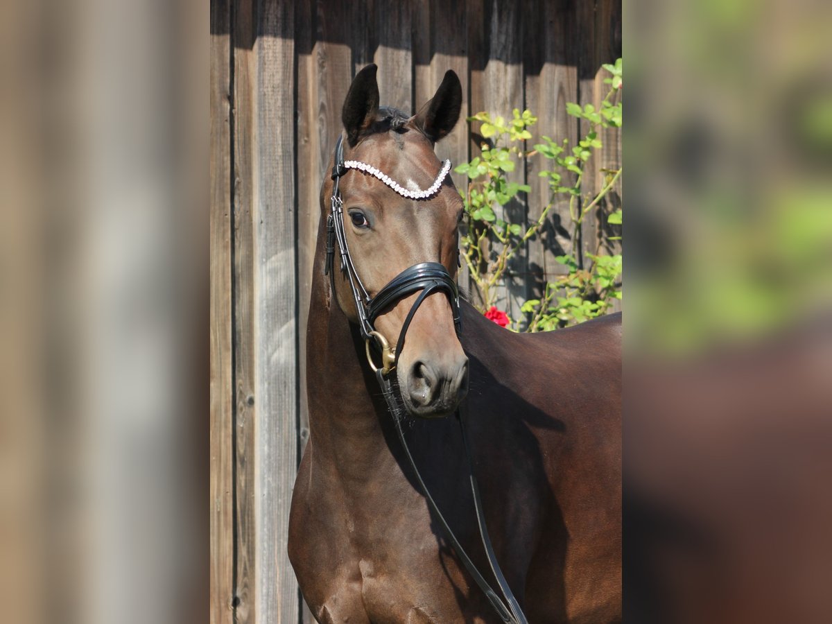 Oldenburgare Sto 7 år 168 cm Rökfärgad svart in Valluhn