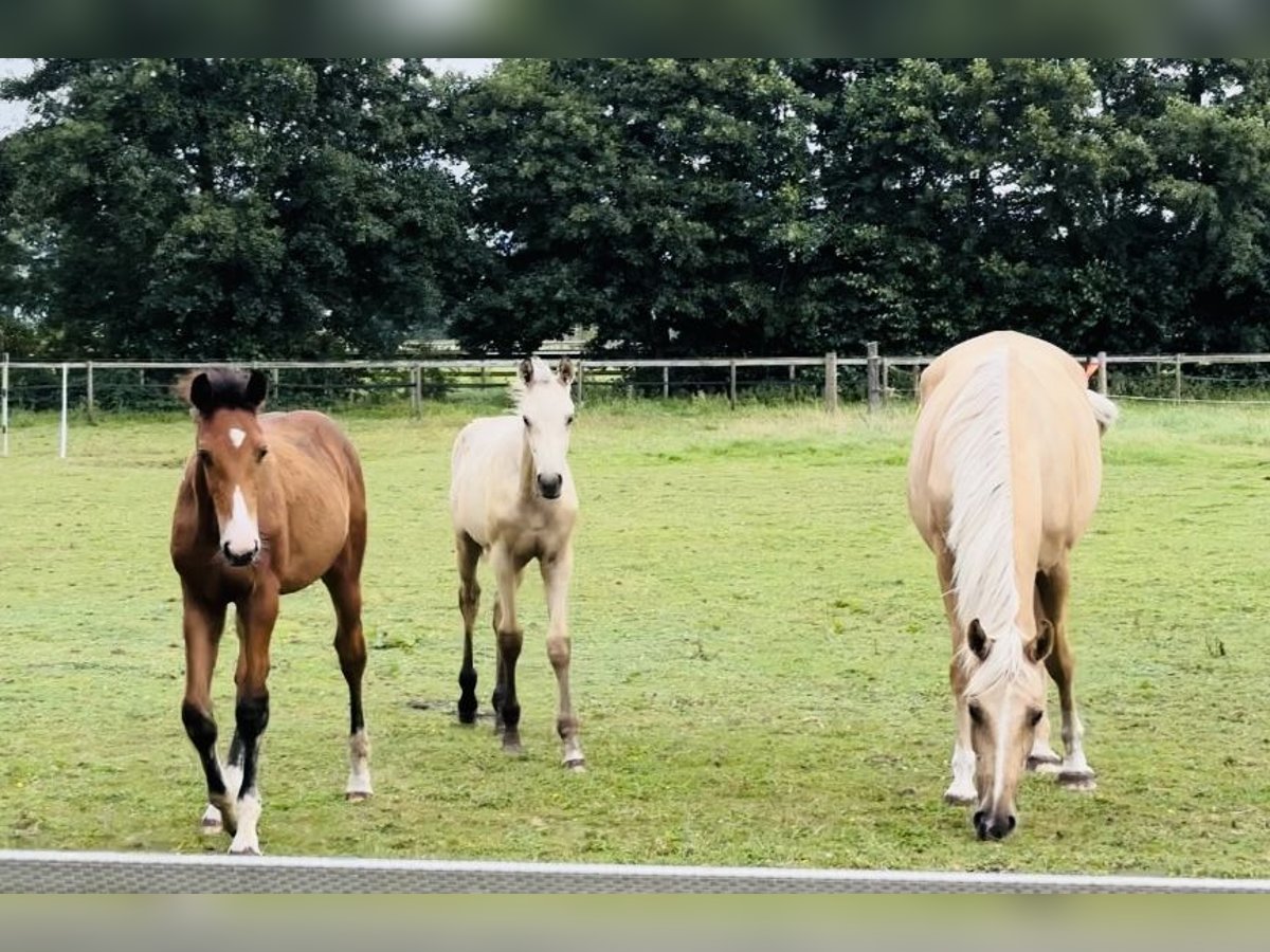 Oldenburgare Sto 7 år 170 cm Palomino in Sottrum